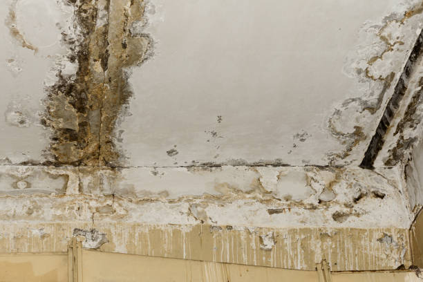 Best Local water damage restoration  in Raubsville, PA